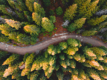 High angle view of green leaves