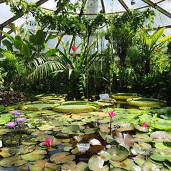 View of lotus water lily in lake