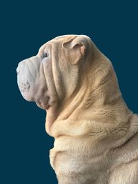 Close-up of a dog over blue background