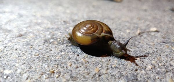 Even a snail will eventually reach its destination.