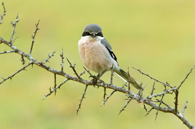 Close-up of bird perching on branch