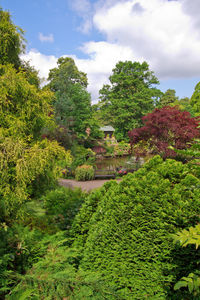 Trees and plants by building against sky