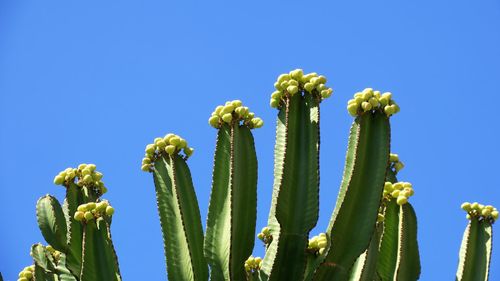 Low angle view of prickly pear cactus against clear blue sky