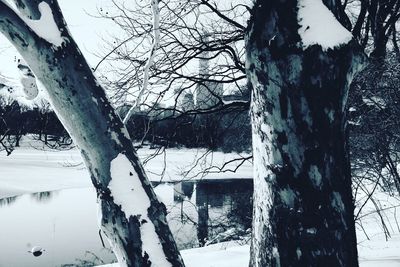 Low angle view of bare trees against sky