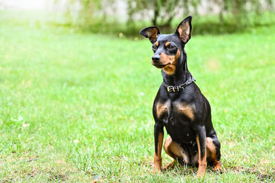 Black dog looking away on grass