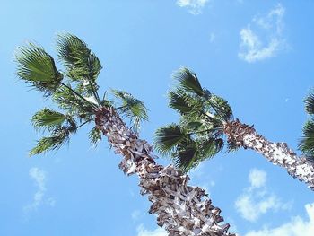 Low angle view of trees against blue sky