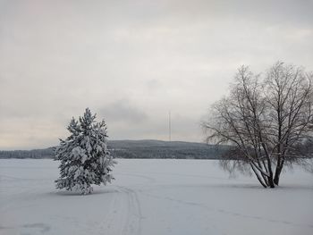 Trees on snow covered field against sky