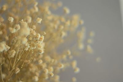 Close-up of flowers against blurred background