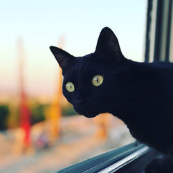 Close-up of black cat looking away