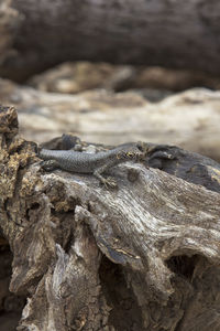 Close-up of driftwood on tree trunk