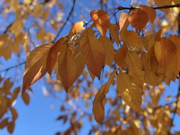Close-up of autumnal leaves against blurred background
