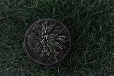 Directly above view of succulent plant on grass