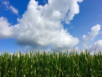 Scenic view of wheat field against sky