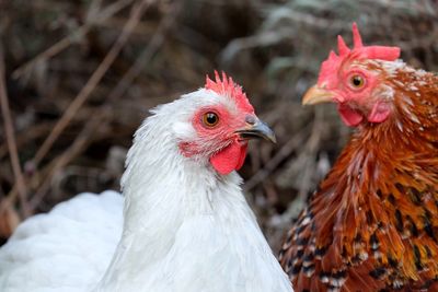 Close-up of chicken birds