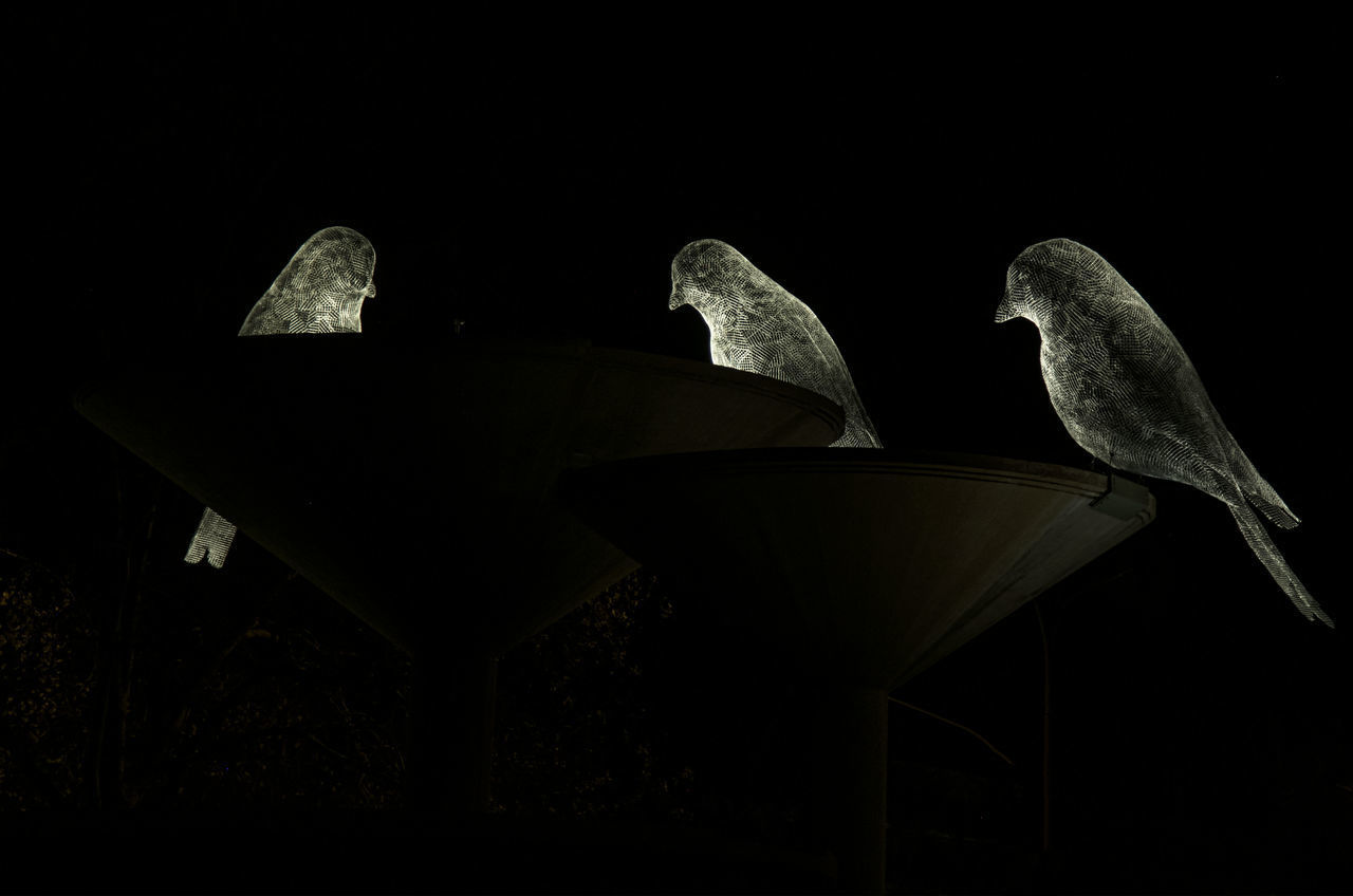 LOW ANGLE VIEW OF BIRD PERCHING AT NIGHT