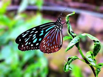Close-up of butterfly on purple flower