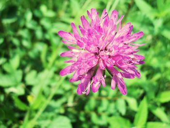 Close-up of pink flower