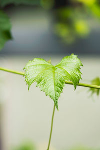 Close-up of green leaves