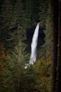 View of waterfall in forest