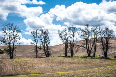 Bare trees on field against cloudy sky