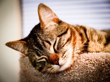 Close-up of cat sleeping