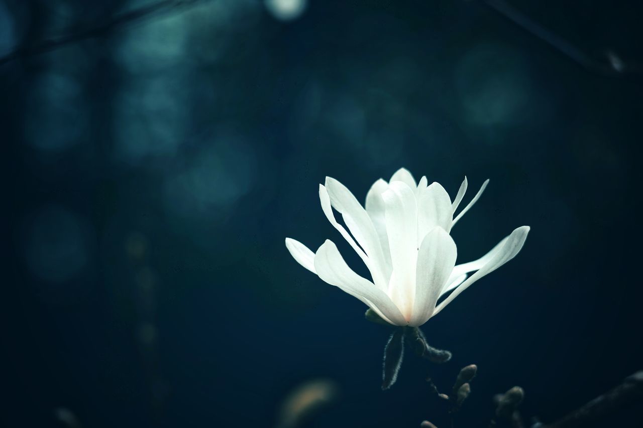 CLOSE-UP OF WHITE FLOWER