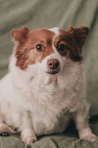 Close-up portrait of dog