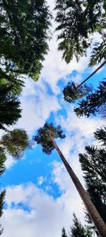 Low angle view of trees against sky