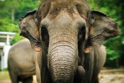 Close-up of elephant