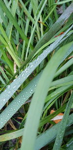 Close-up of wet grass during rainy season