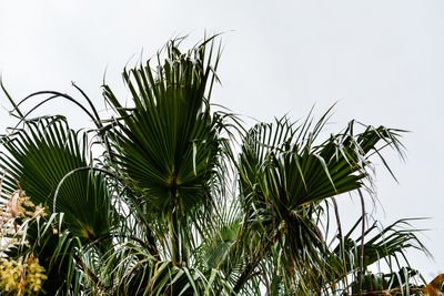 Low angle view of plants against clear sky