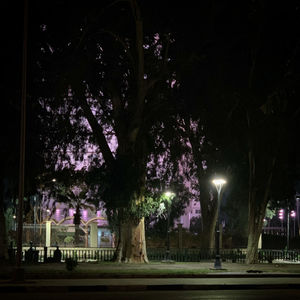 View of trees in park at night