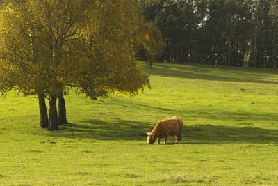 Sheep in a field