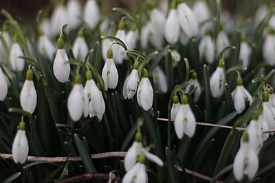 Close-up of white flowers blooming outdoors