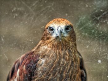 Close-up portrait of eagle