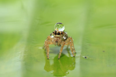 Close-up of spider