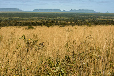 Meadow of jalapao national park, and large mountain range in the background 