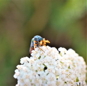 Close-up of bee pollinating flower