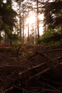 Trees in forest