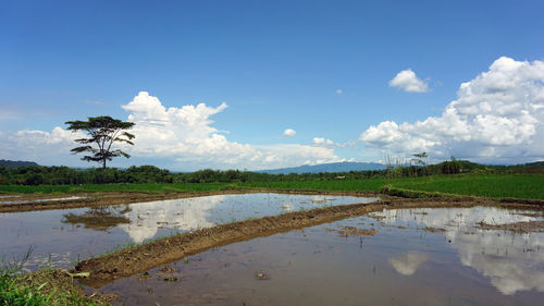 Scenic view of field against sky