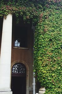 View of plants against the wall