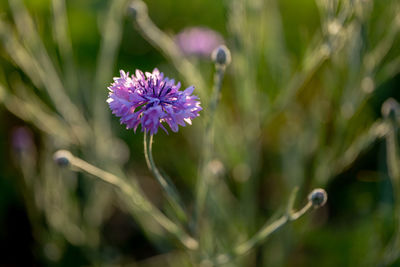 Close-up of purple flowering plant