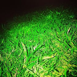 grass