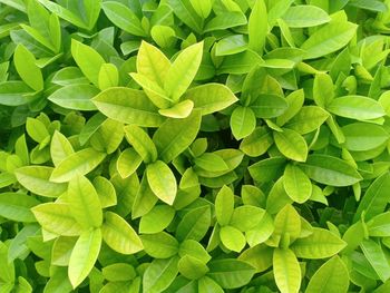 Full frame shot of green leaves