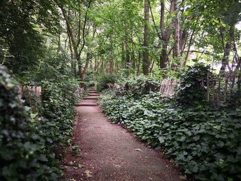 Footpath amidst trees in forest