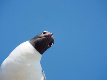 Close-up side view of a bird against clear blue sky