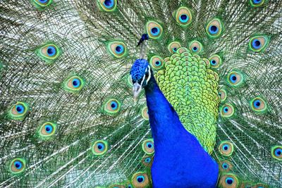 Close-up of peacock