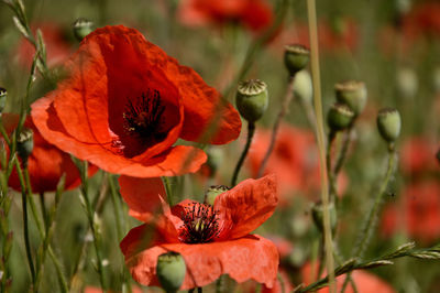 Close-up of red poppy flowers