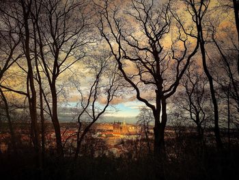 Silhouette of tree at sunset