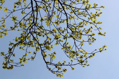 Low angle view of flowering tree against clear sky